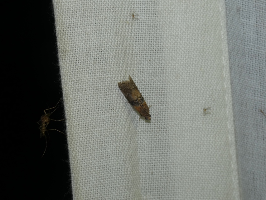 Sciota adelphella - pirosszárnytövű karcsúmoly