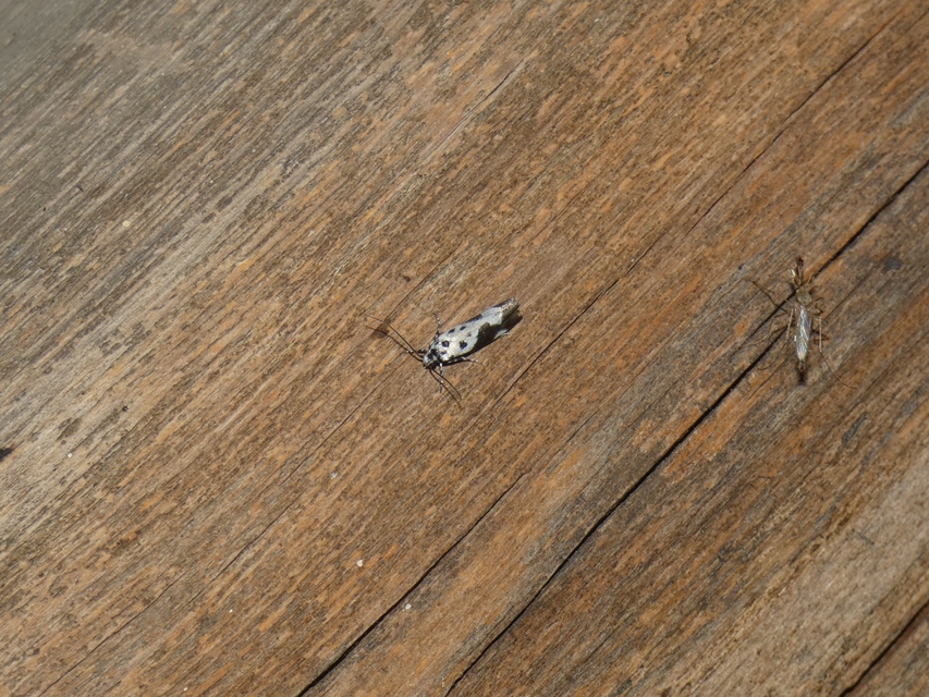 Ethmia quadrillella - gyászos feketemoly