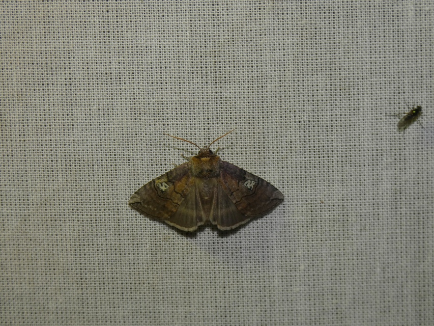 Tethea ocularis - pápaszemes pihésszövő