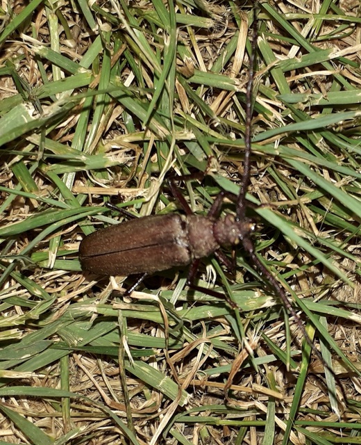 Aegosoma scabricorne - diófacincér