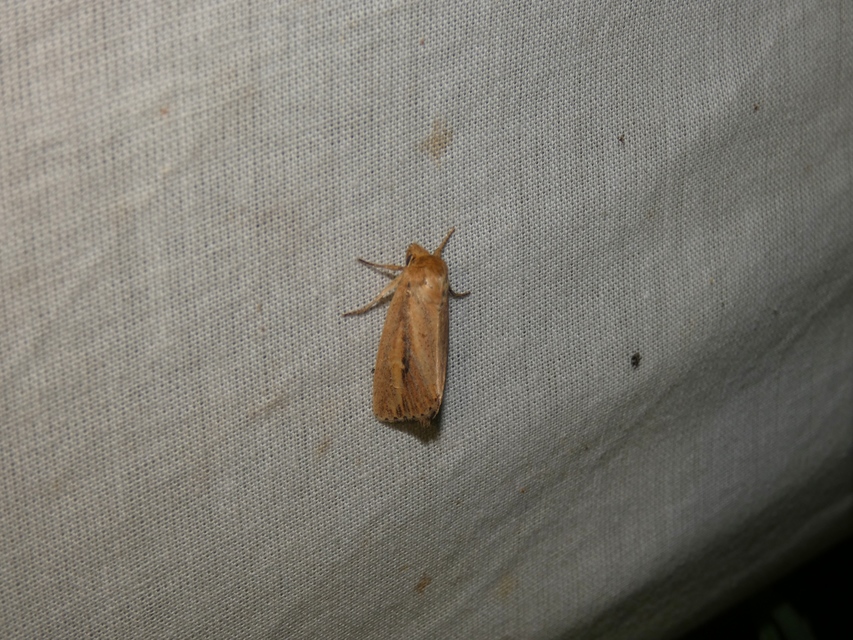 Globia sparganii - nagy nádibagoly