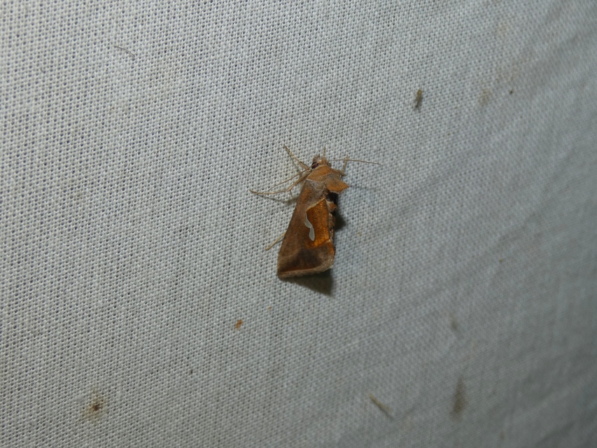 Macdunnoughia confusa - cseppfoltos ezüstbagoly