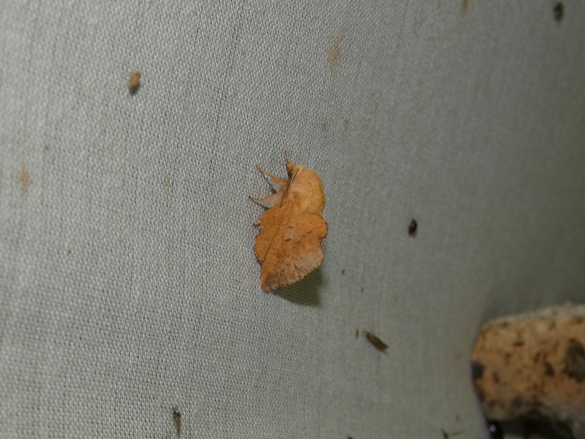 Phyllodesma tremulifolia - nyárlevélpohók