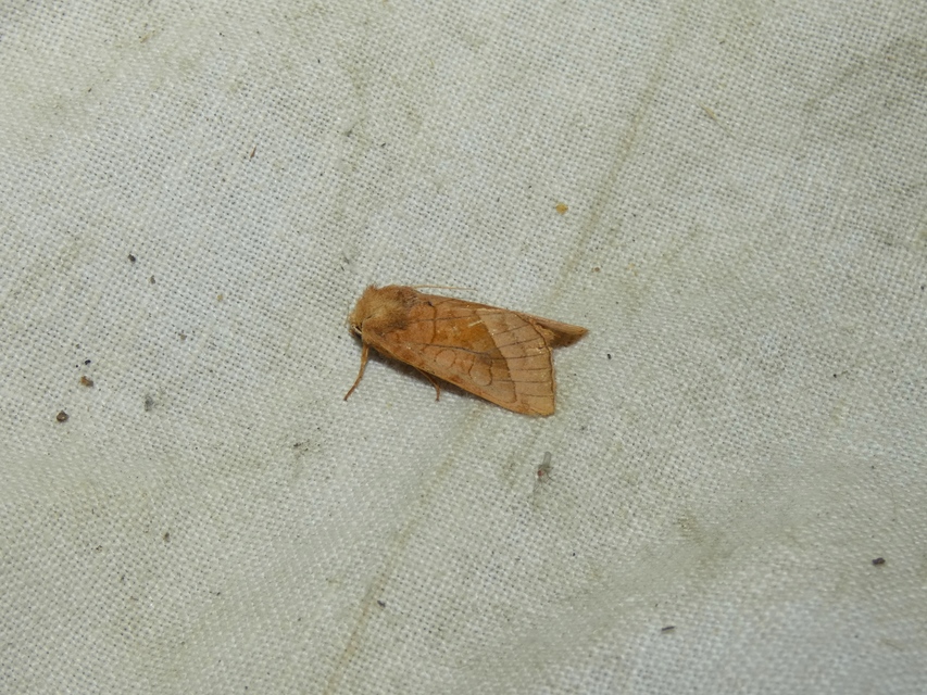Hydraecia micacea - csillogó acsalapubagoly