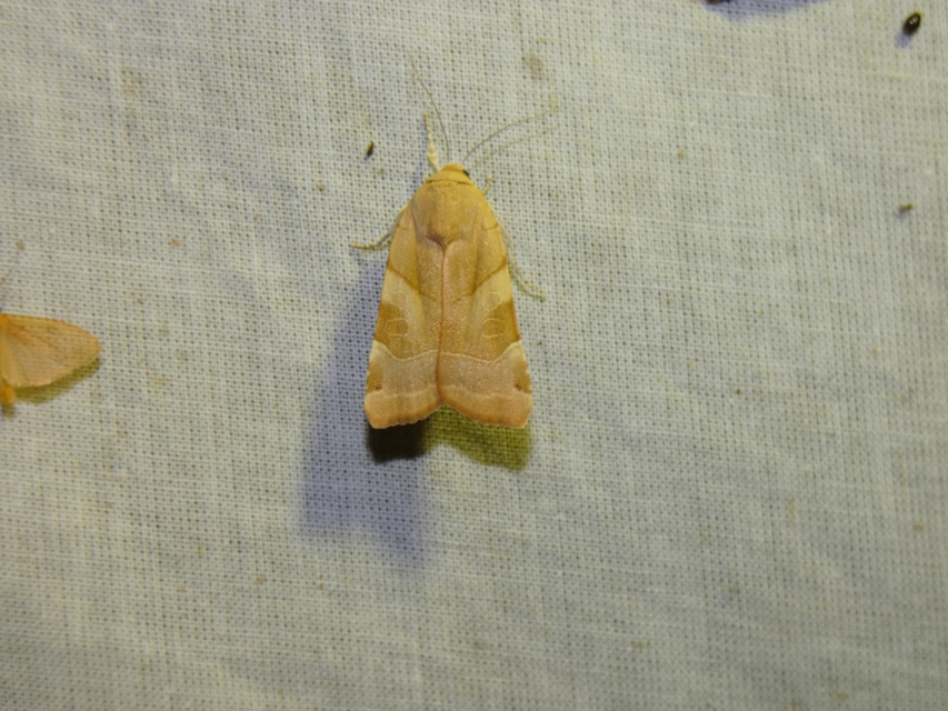 Noctua fimbriata - szélessávú sárgafűbagoly