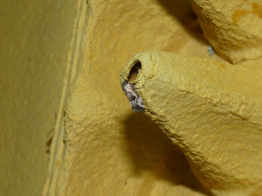Hapalotis venustula - rózsaszínű mázasbagoly
