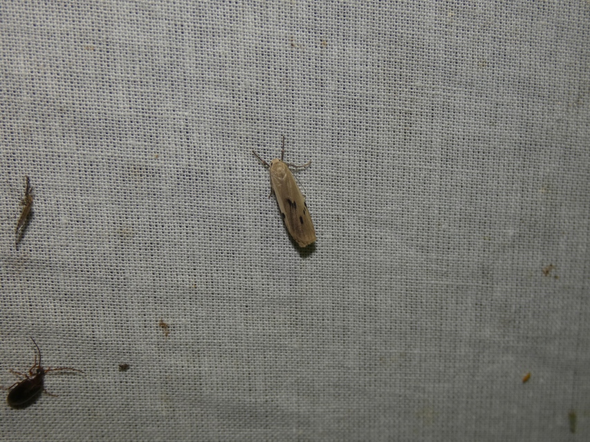 Pelosia muscerda - hamvas zuzmószövő