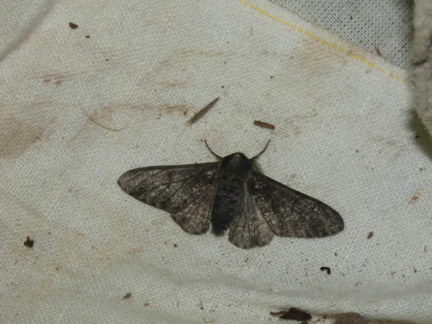 Biston betularia - szürkepettyes araszoló