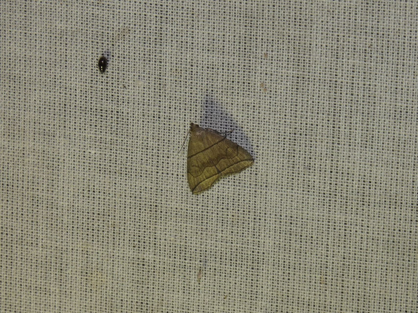 Herminia grisealis - ligeti karcsúbagoly