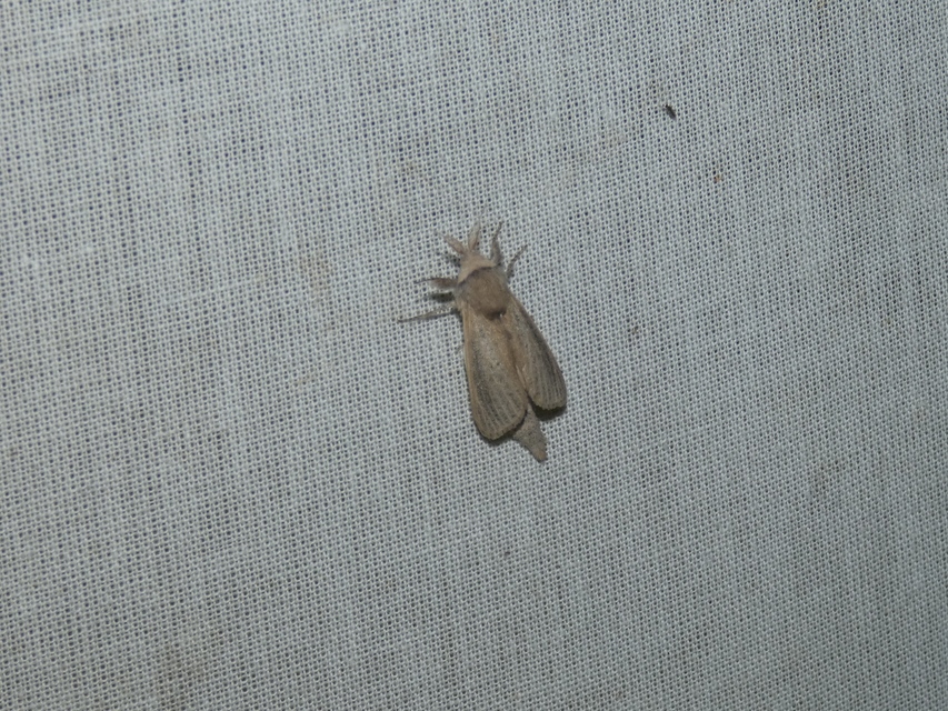 Phragmataecia castaneae - nádfúrólepke
