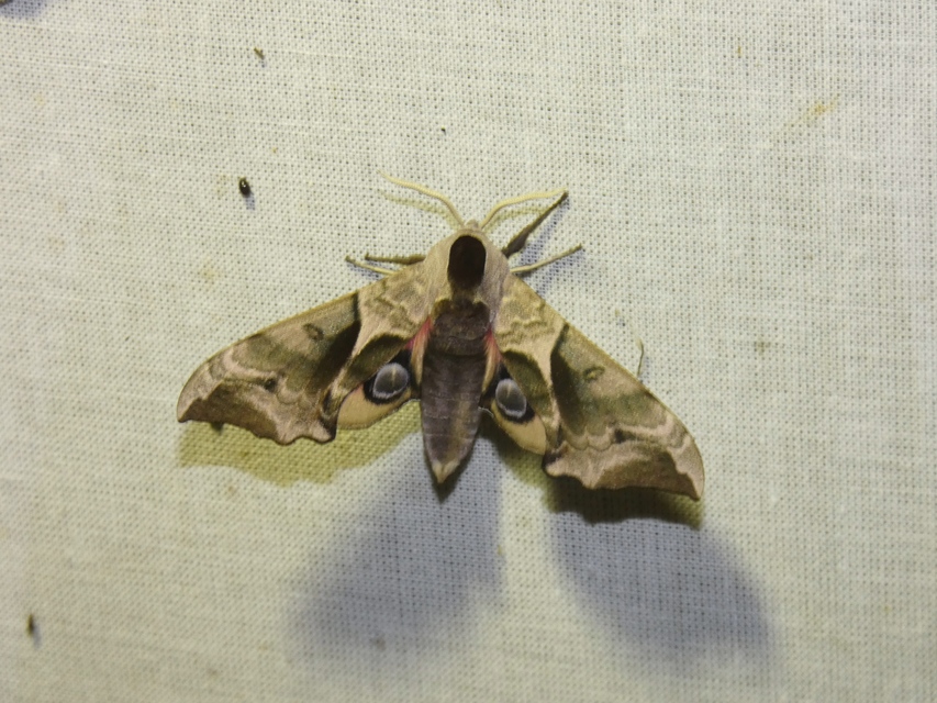 Smerinthus ocellatus - esti pávaszem
