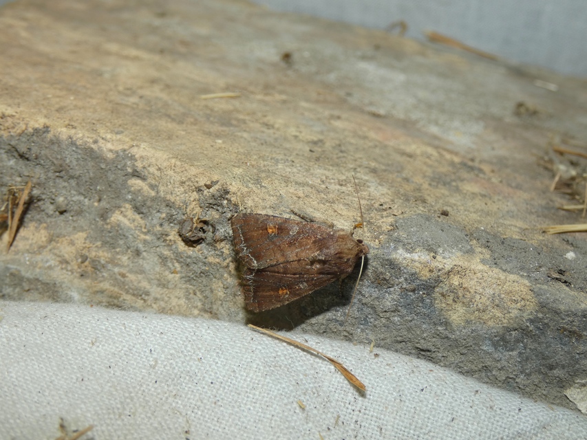 Lacanobia oleracea - saláta-kertibagoly