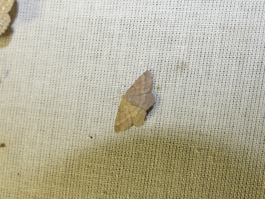 Scopula rubiginata - réti pirosaraszoló