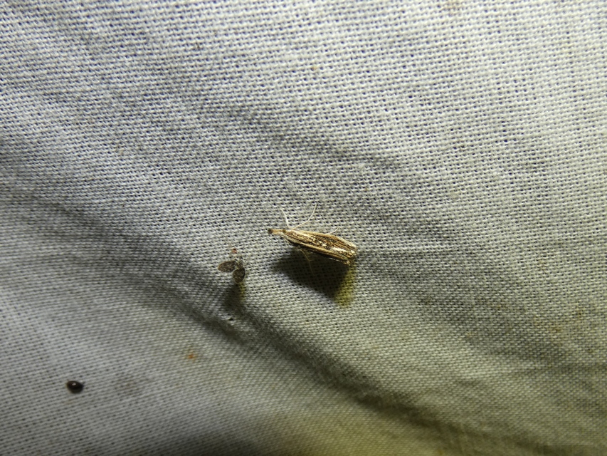 Catoptria verellus - kormos fűgyökérmoly