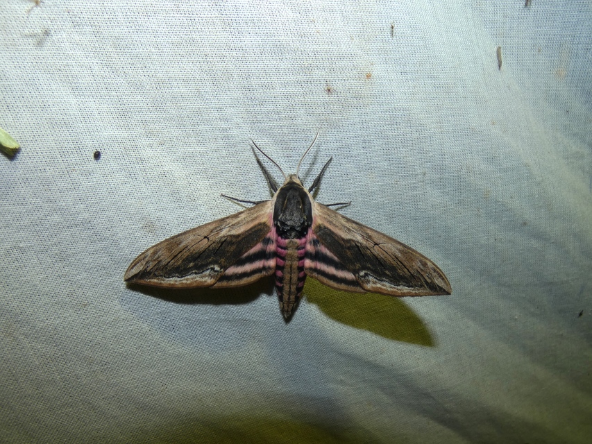 Sphinx ligustri - fagyalszender