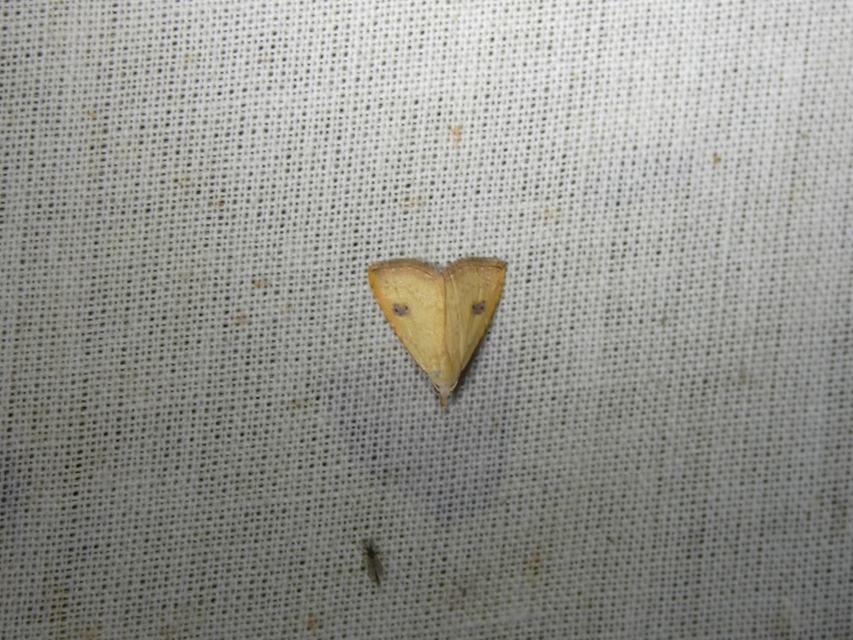 Rivula sericealis - selymes lórombagoly