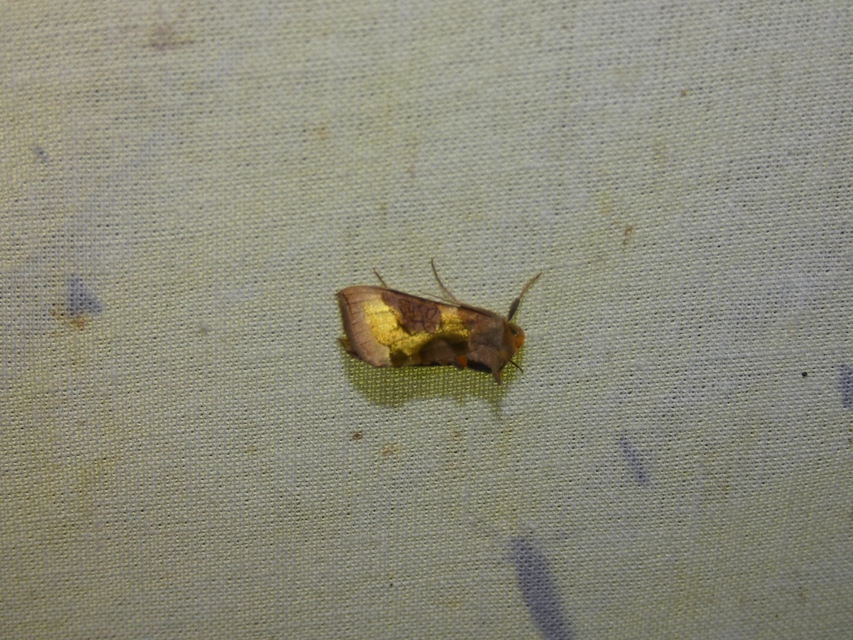 Diachrysia chrysitis/stenochrysis