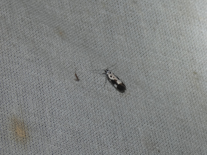 Ethmia quadrillella - gyászos feketemoly