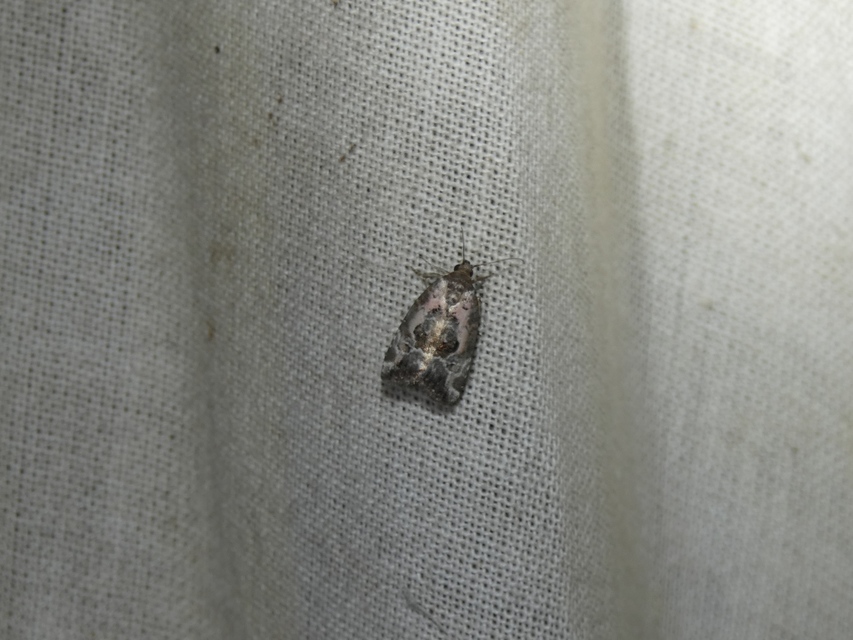 Hapalotis venustula - rózsaszínű mázasbagoly