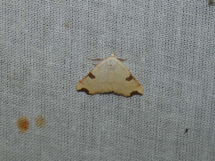 Eilicrinia cordiaria - fehér fűzfaaraszoló
