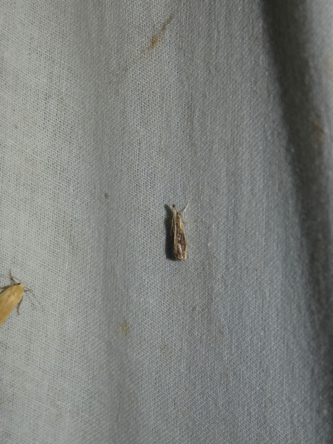 Catoptria verellus - kormos fűgyökérmoly