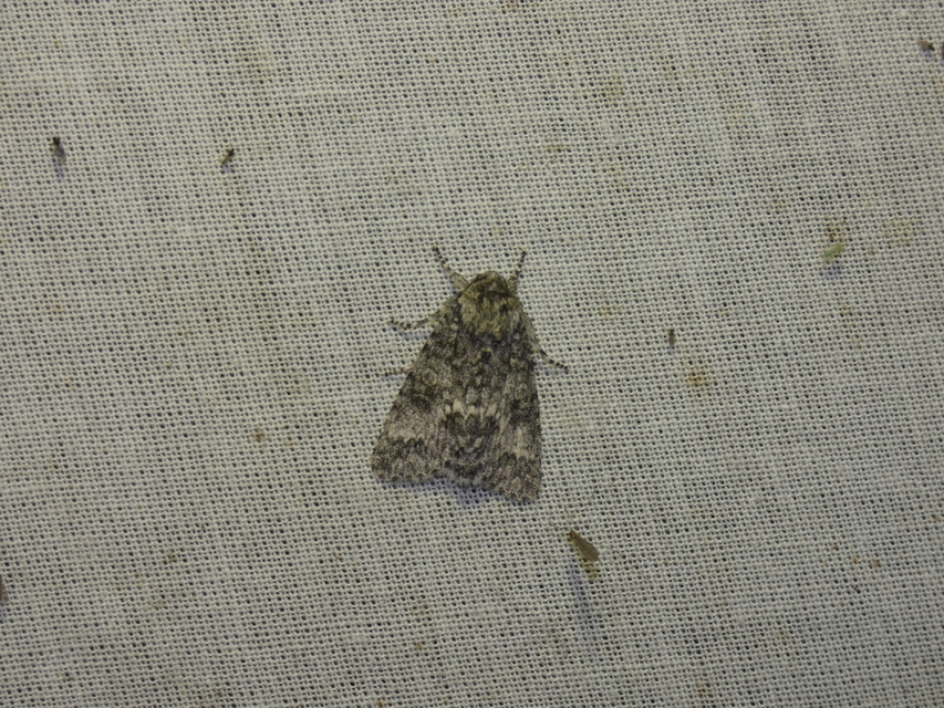 Acronicta megacephala - nagyfejű szigonyosbagoly