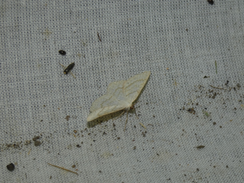 Cabera exanthemata - pettyes égeraraszoló