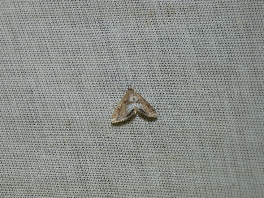 Cataclysta lemnata - békalencsemoly