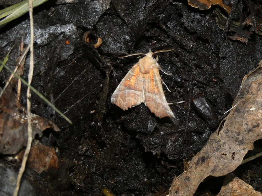 Scoliopteryx libatrix - vörös csipkésbagoly