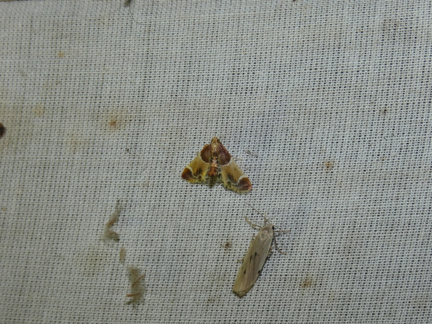 Pyralis farinalis - lisztilonca