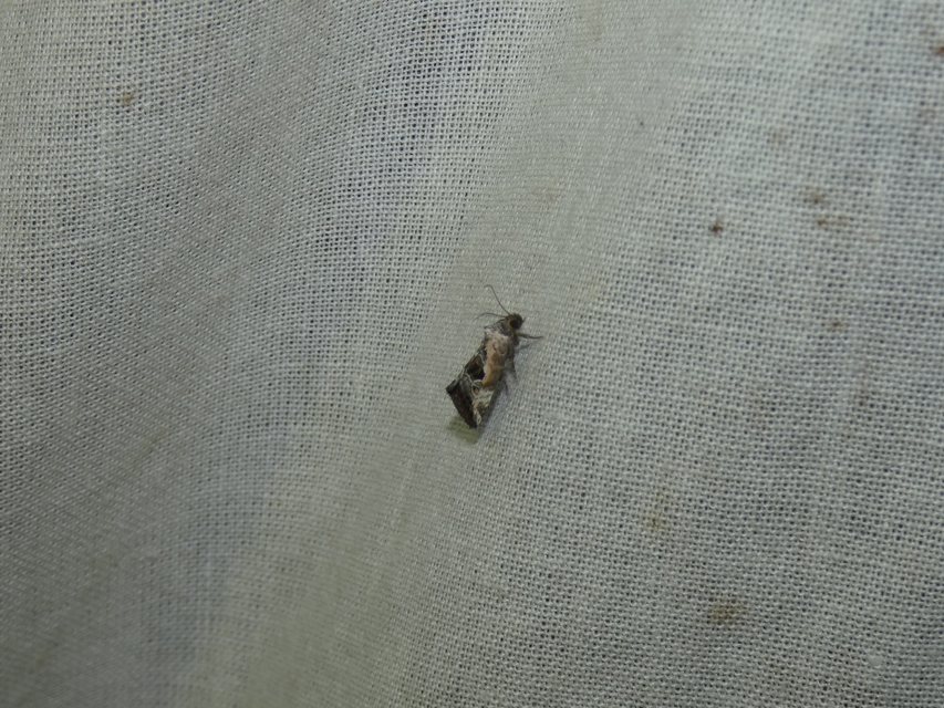 Hapalotis venustula - rózsaszínű mázasbagoly