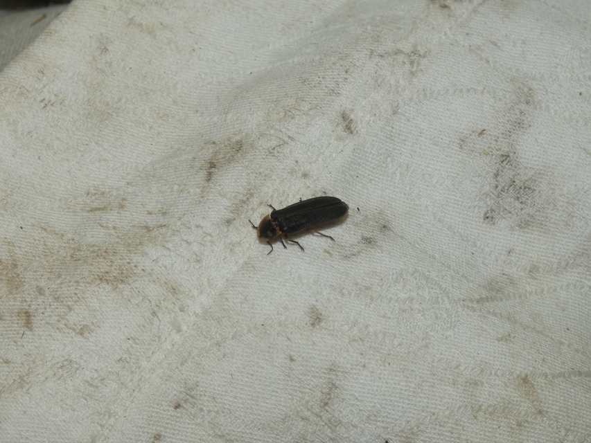 Lampyris noctiluca - nagy szentjánosbogár