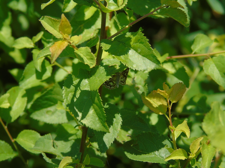 Elophila nymphaeata - tarka vízimoly