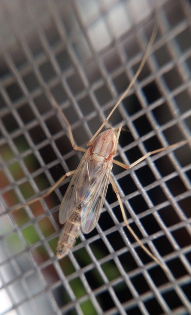 Chironomidae - árvaszúnyogok