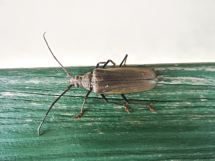 Aegosoma scabricorne - diófacincér