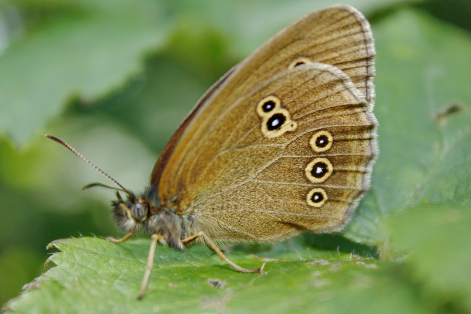Aphantopus hyperanthus - közönséges ökörszemlepke