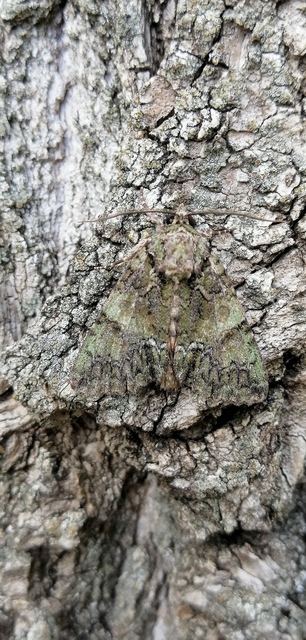 Polyphaenis sericata - selyemfényű erdeibagoly