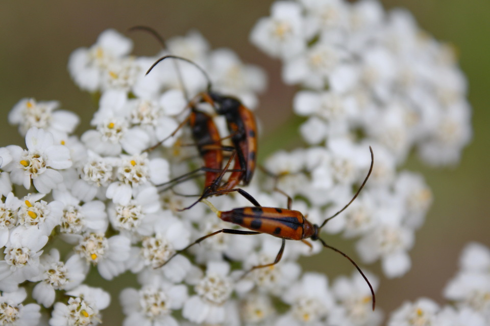 Stenurella septempunctata - hétpettyes karcsúcincér