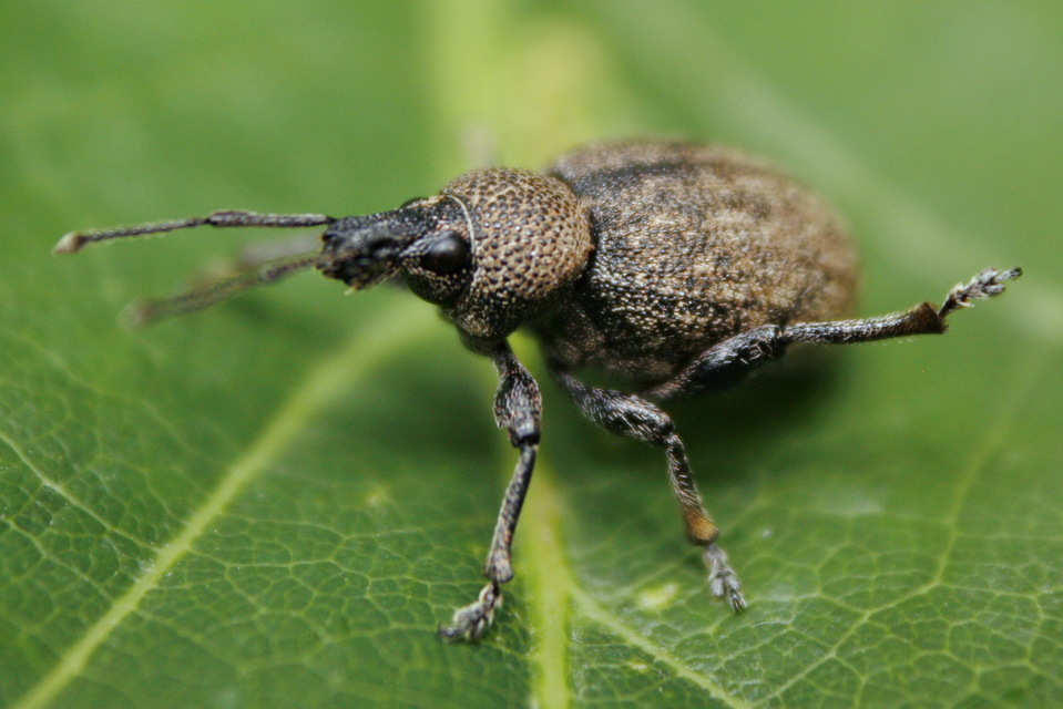 Otiorhynchus ligustici - vincellér-gyalogormányos