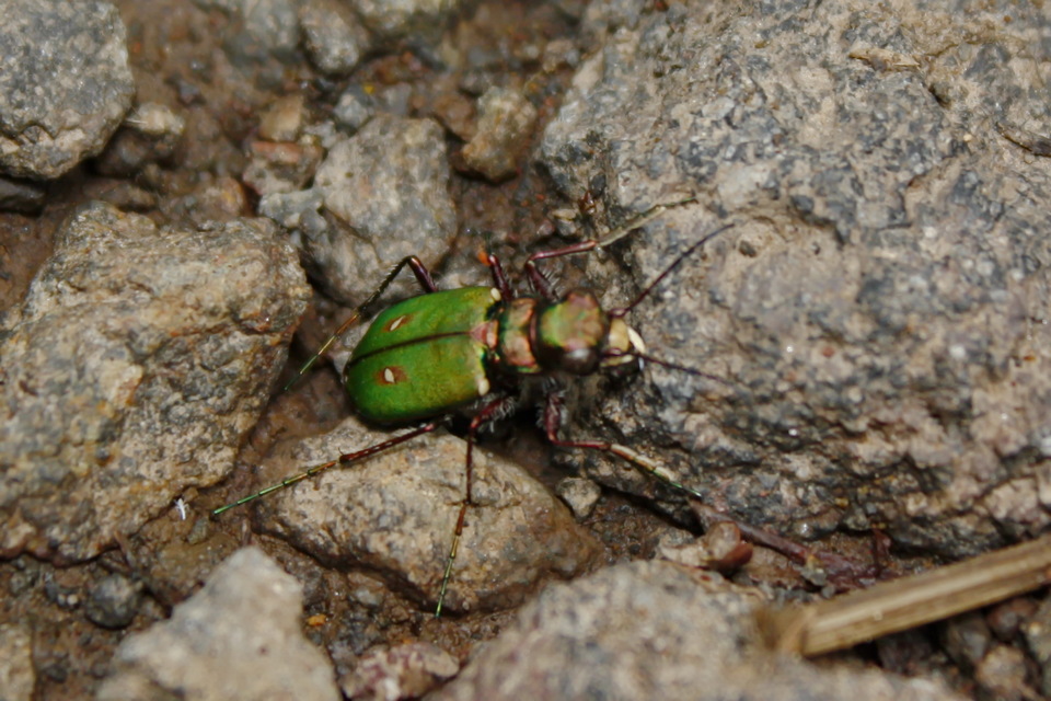 Cicindela campestris - mezei homokfutrinka