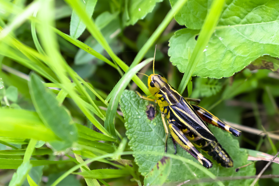 Arcyptera fusca - szép hegyisáska