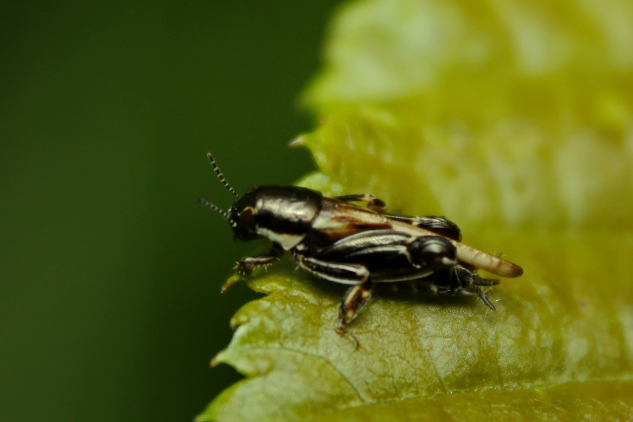 Xya variegata - tarka ásósáska