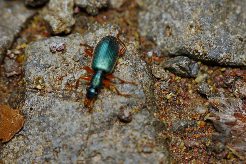 Drypta dentata - atlaszfutó