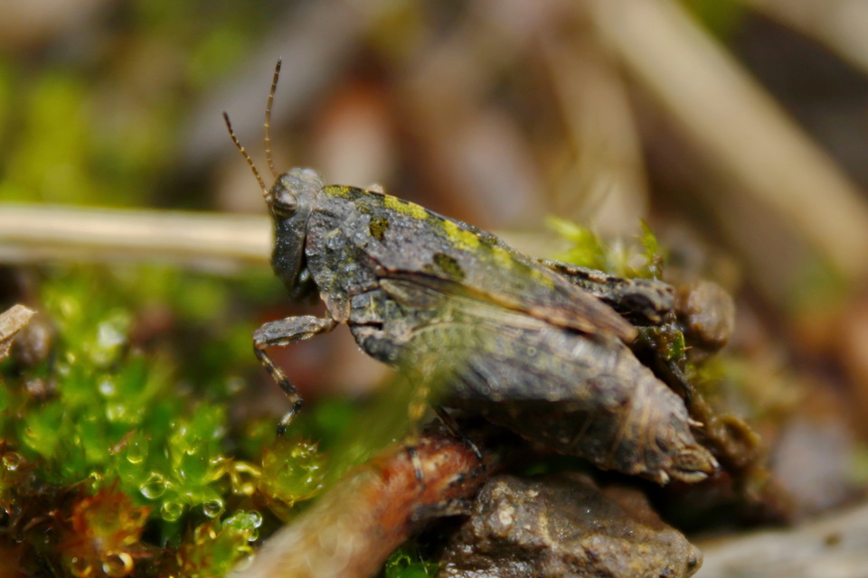Tetrix tenuicornis - vékonycsápú tövishátúsáska