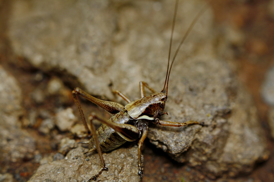 Pholidoptera aptera - nagy avarszöcske