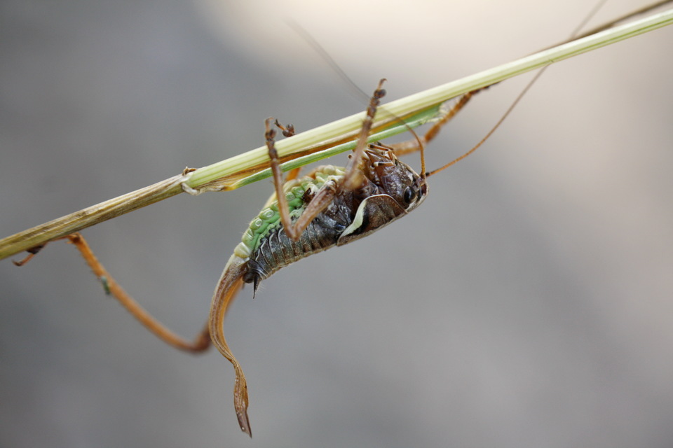 Pholidoptera aptera - nagy avarszöcske