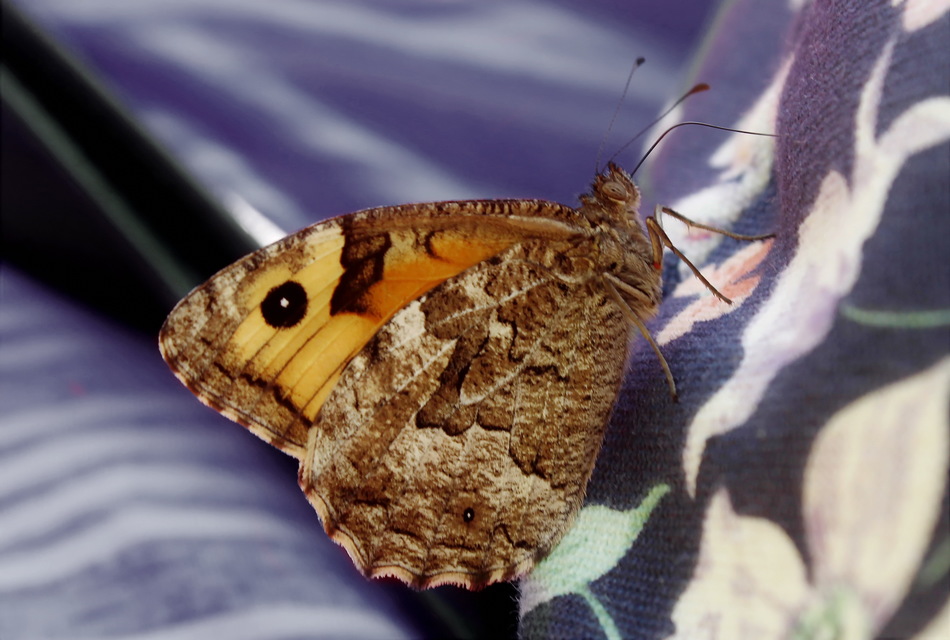 Hipparchia semele - barna szemeslepke
