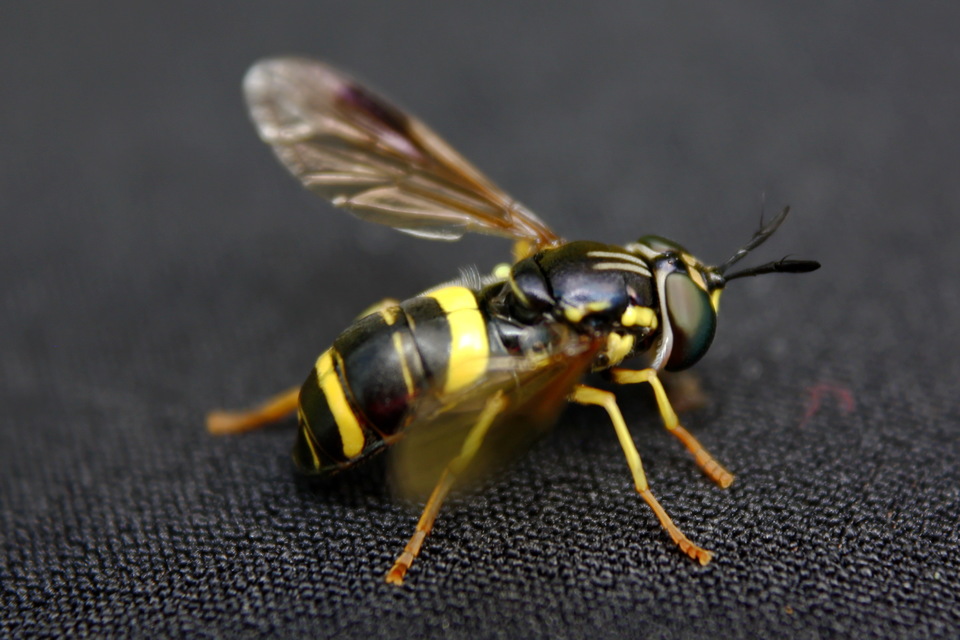 Chrysotoxum bicinctum - kétpántos öveslégy