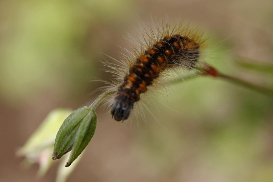 Acronicta auricoma - aranyos szigonyosbagoly