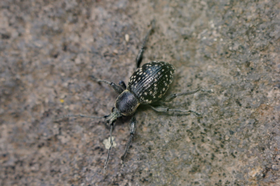 Otiorhynchus multipunctatus - sokpontos gyalogormányos